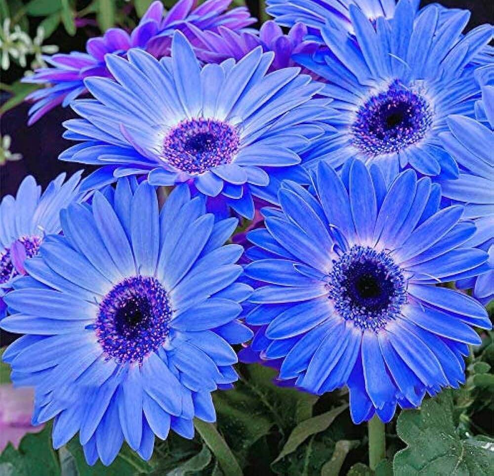 Blue Gerbera Daisy plant