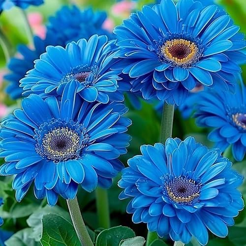 Blue Gerbera Daisy plant