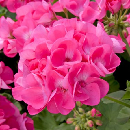 Pink Geranium flower seeds