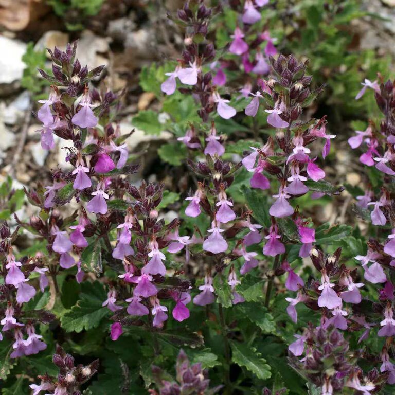 Graines de germandrée pour la plantation – Graines de jardin Teucrium Chamaedrys