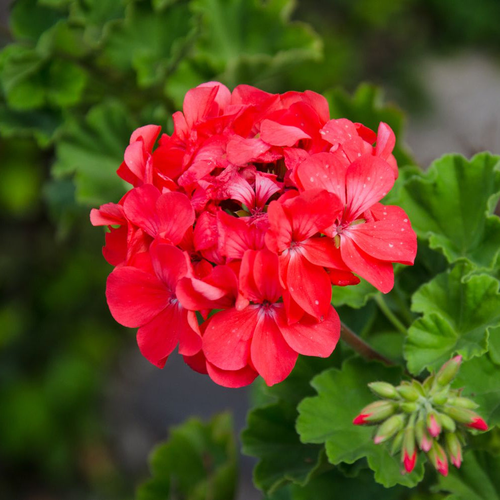 Geranium flower seeds