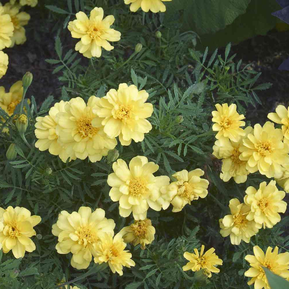 Vanilla Cream Marigold plant
