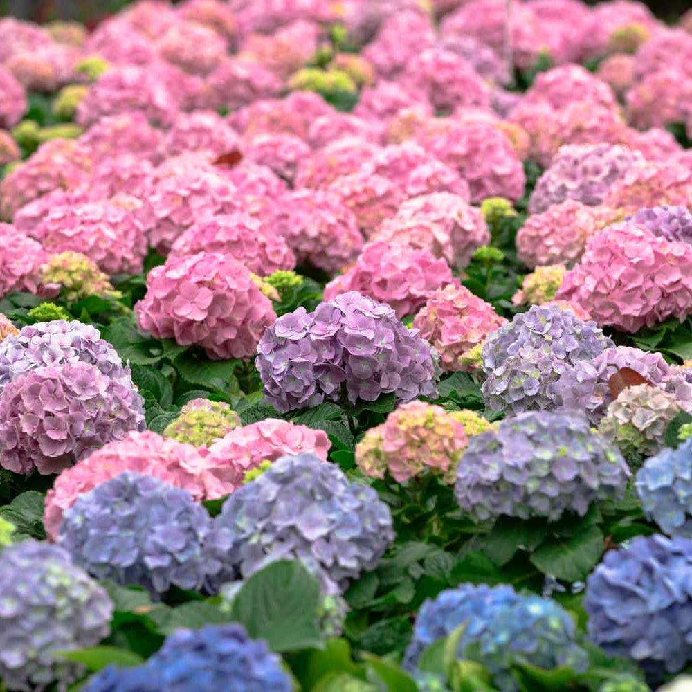 Pastel Rainbow flower seeds