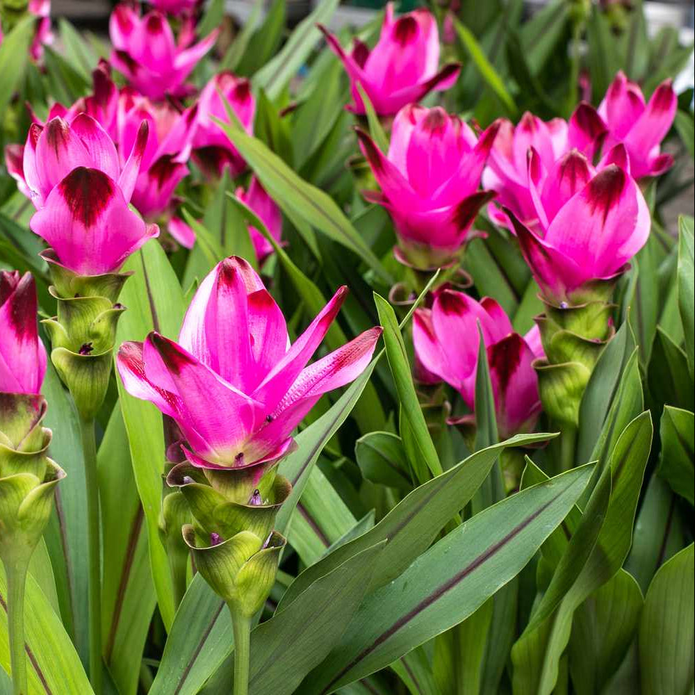 Curcuma flower seeds