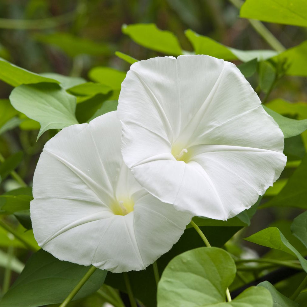 White Moon Vine plant
