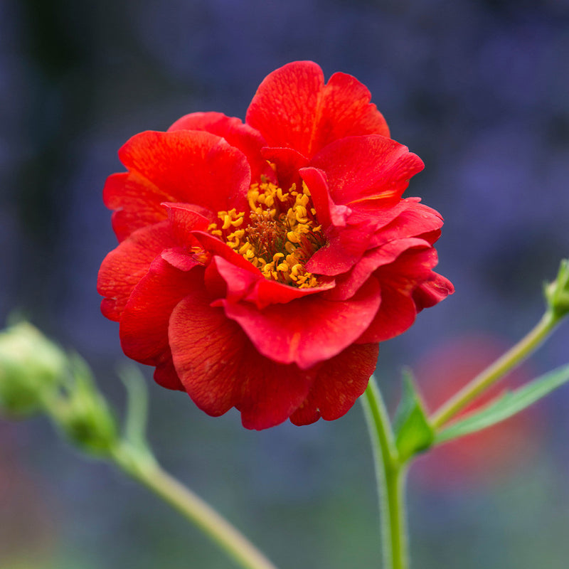 Red Bradshaw Flower Seeds for Planting – Heirloom Non-GMO Garden Seeds
