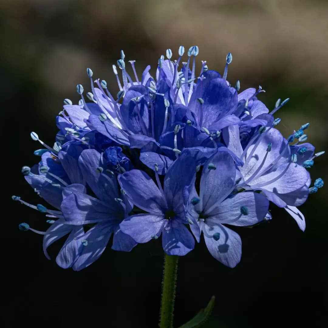 Blue Gilly flower seeds