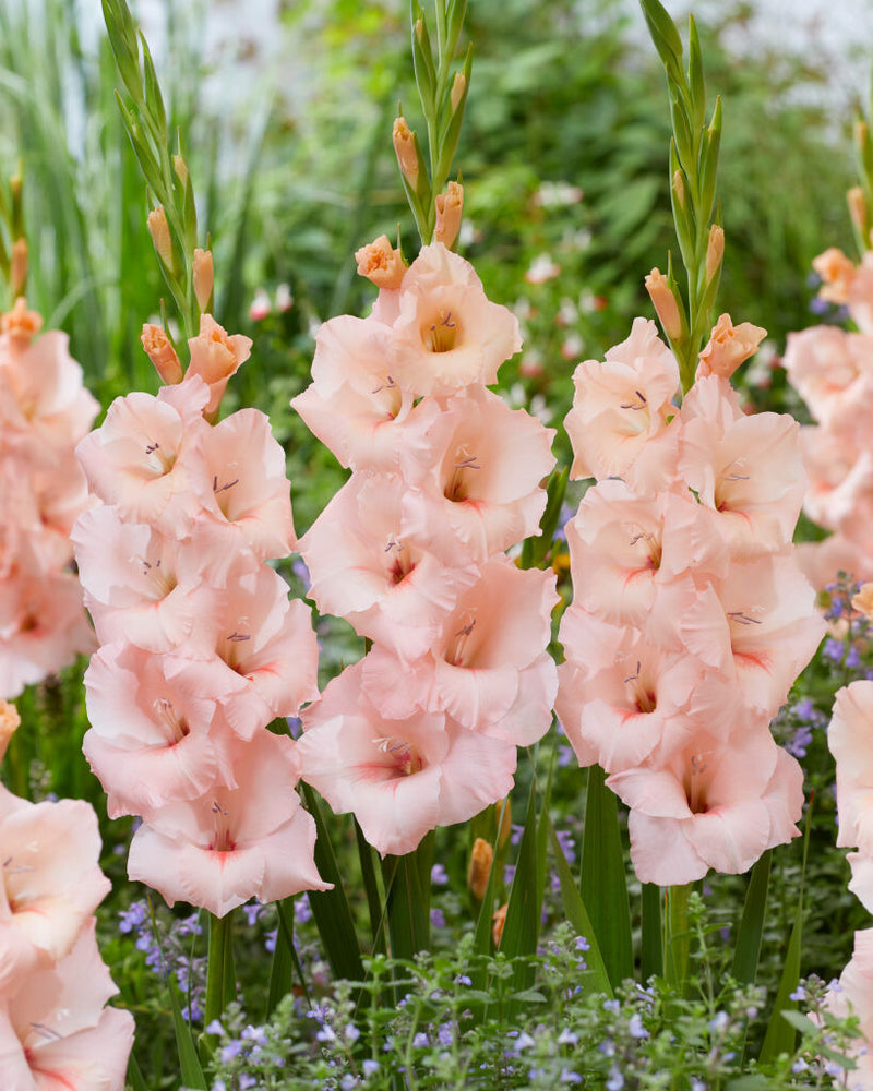 Peach Gladiolus Flower Seeds for Planting – Heirloom Cut Flower Seeds