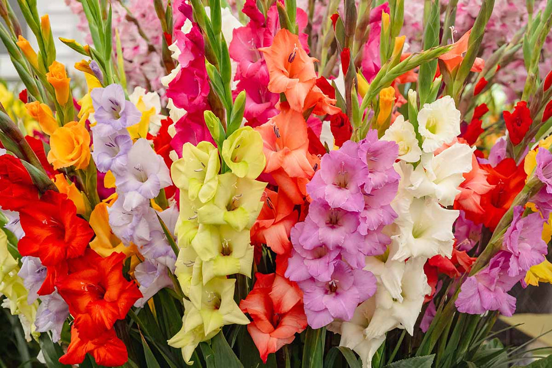 Gladiolus flower seeds
