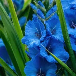 Blue Gladiolus plant