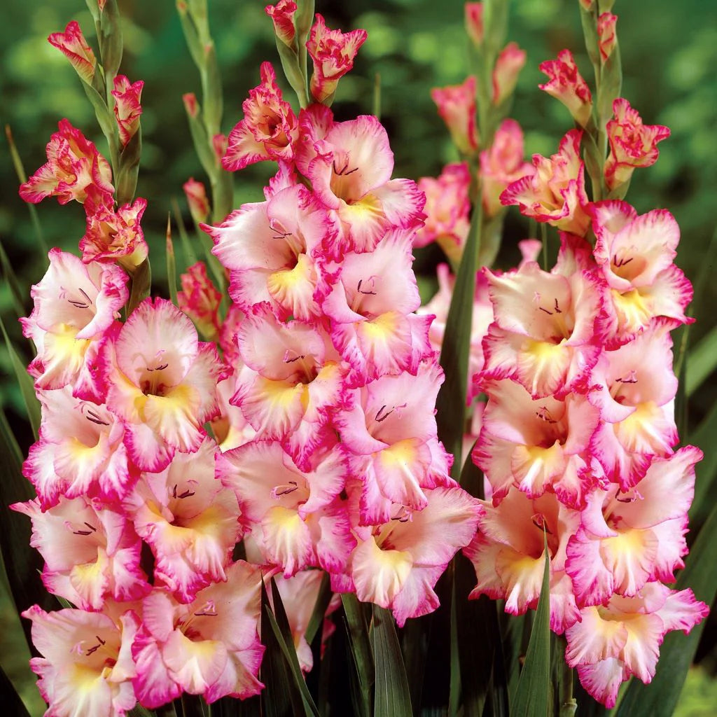 White Pink flower seeds