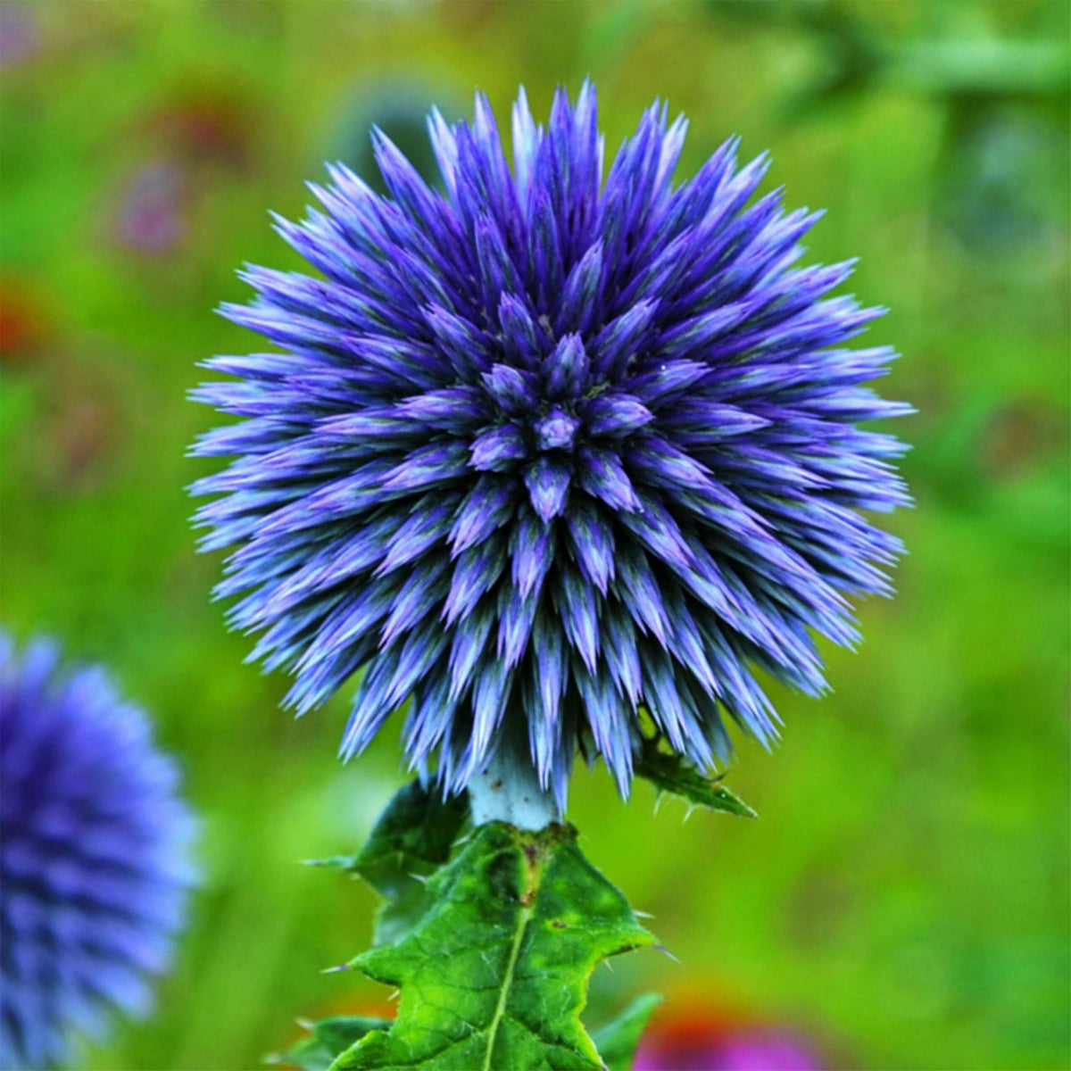 Wildflower Globe Thistle plant