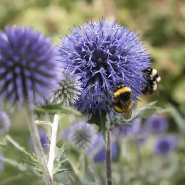 Wildflower Globe Thistle plant