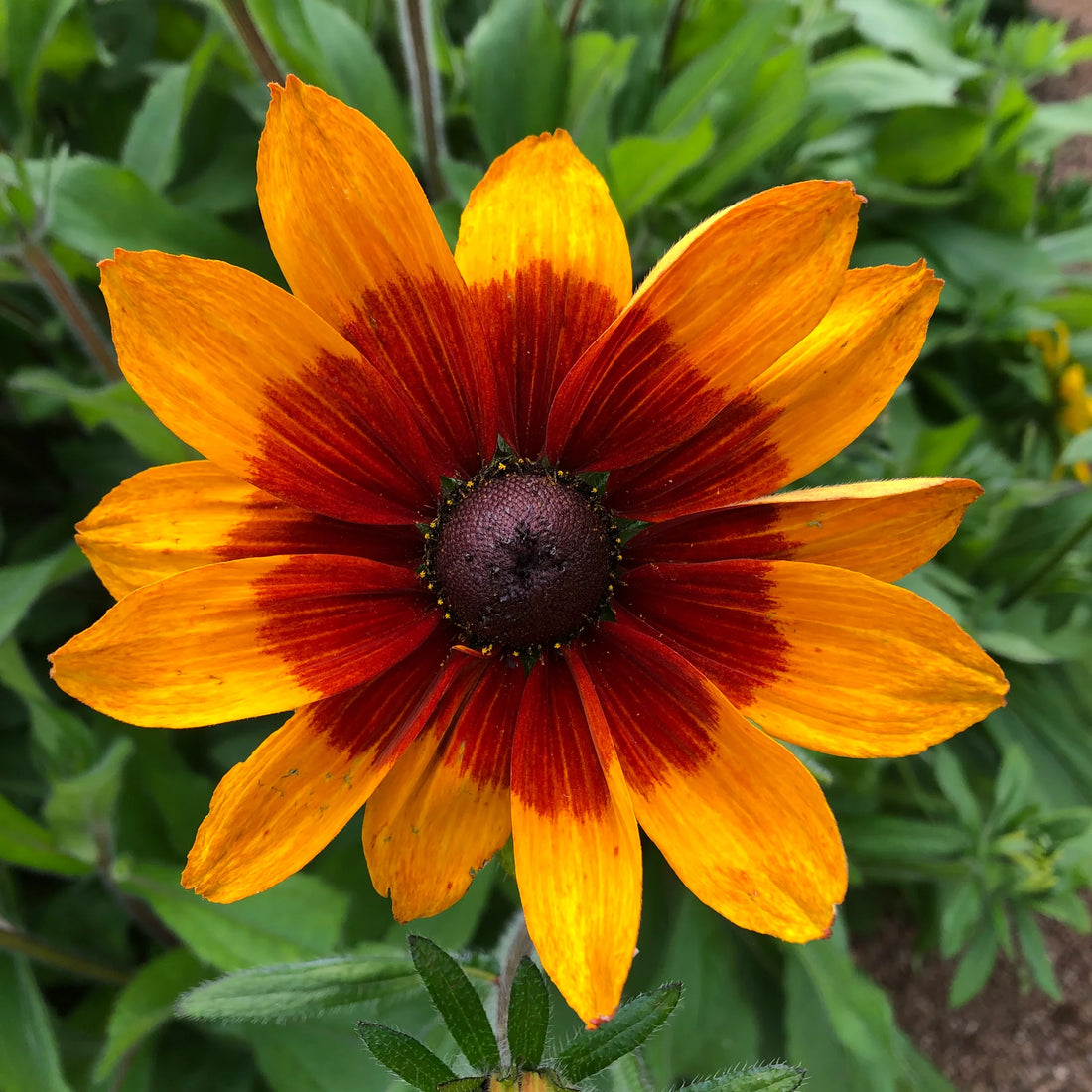 Gloriosa Daisy flower seeds