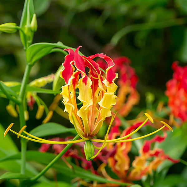 Red Gloriosa flower seeds