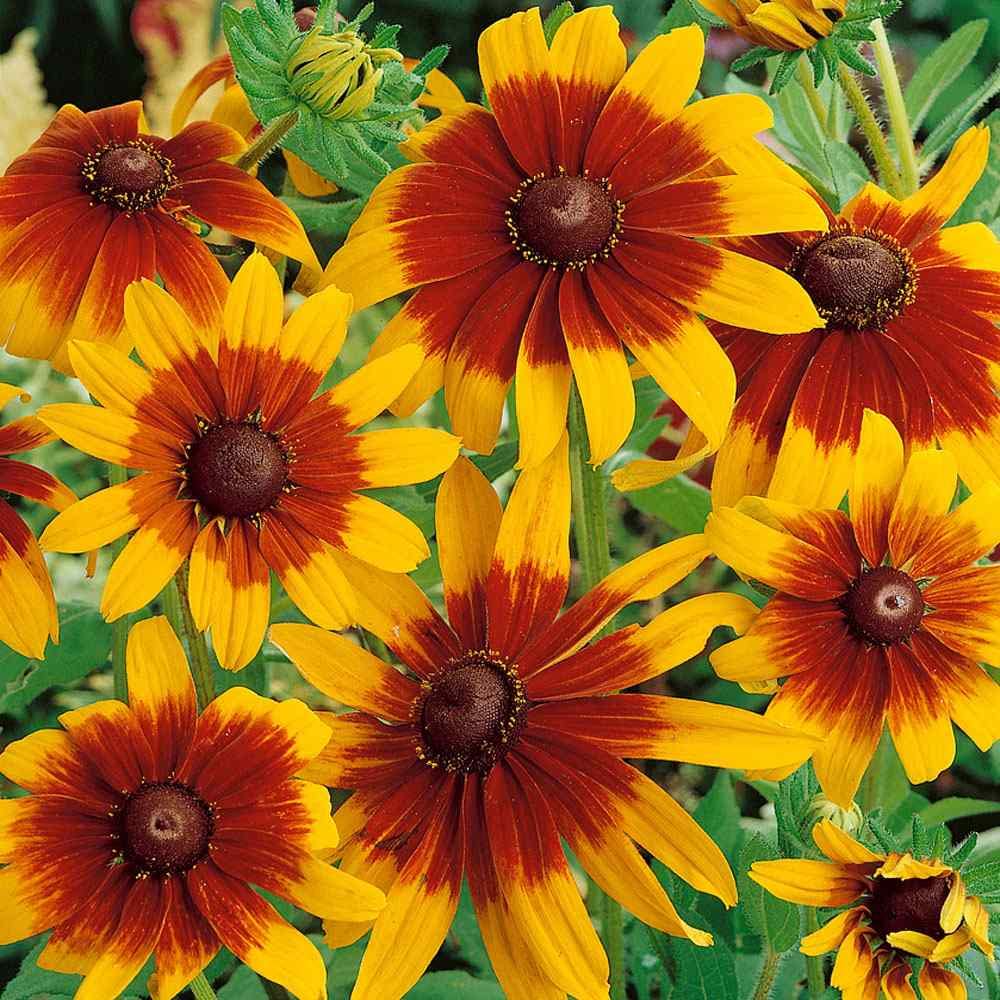 Annual Gloriosa Daisy plant