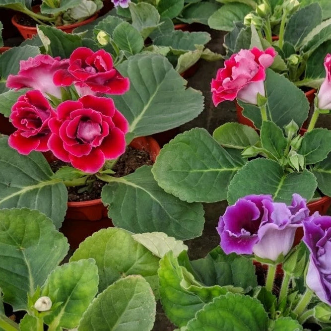 Gloxinia Sinningia Speciosa plant