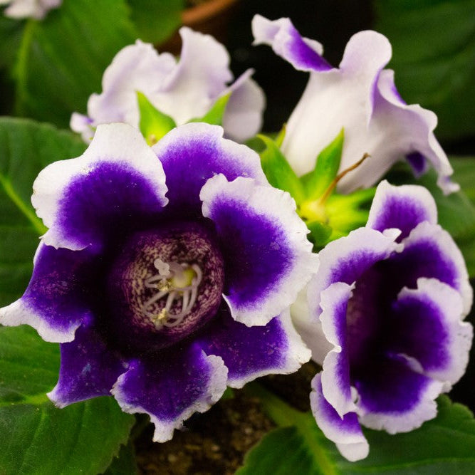 Purple White flower seeds