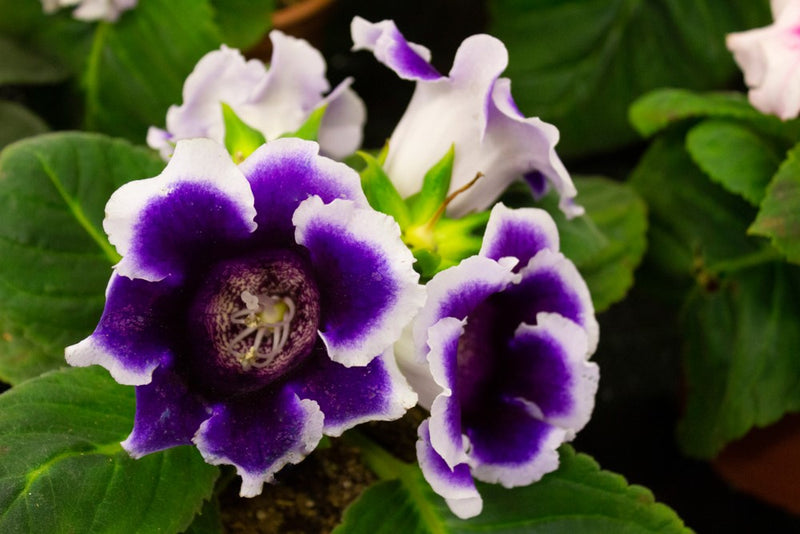 White and Black Gloxinia Flower Seeds for Planting – Heirloom Non-GMO Garden Seeds