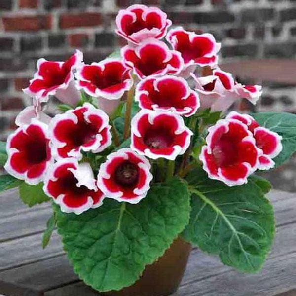 White Gloxinia flower seeds