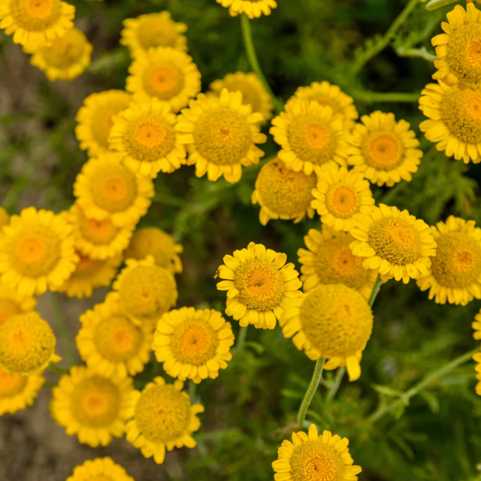 Golden Marguerite plant