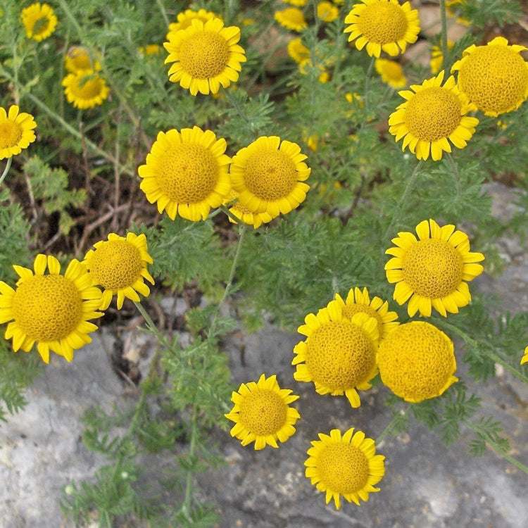 Golden Marguerite plant