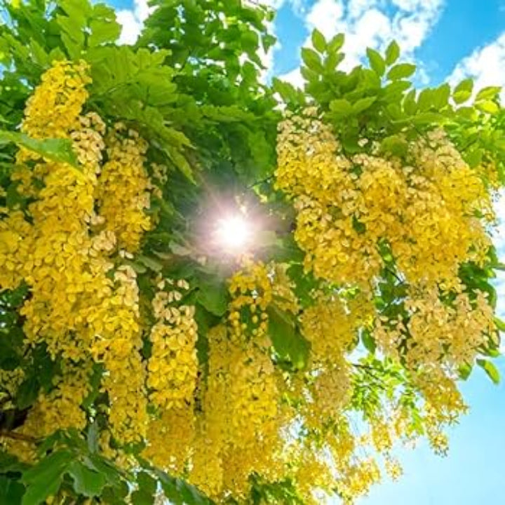 Golden Shower Tree plant