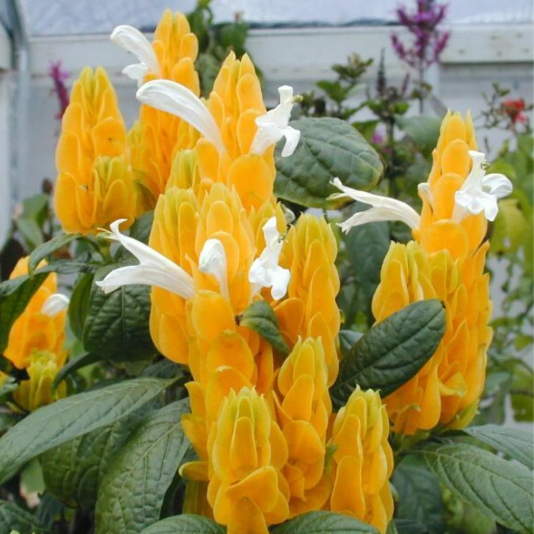 White Yellow flower seeds