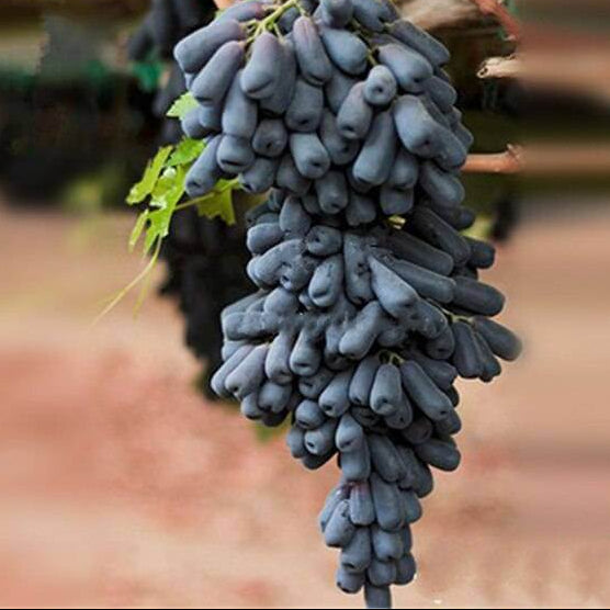 Black Finger Grape plant