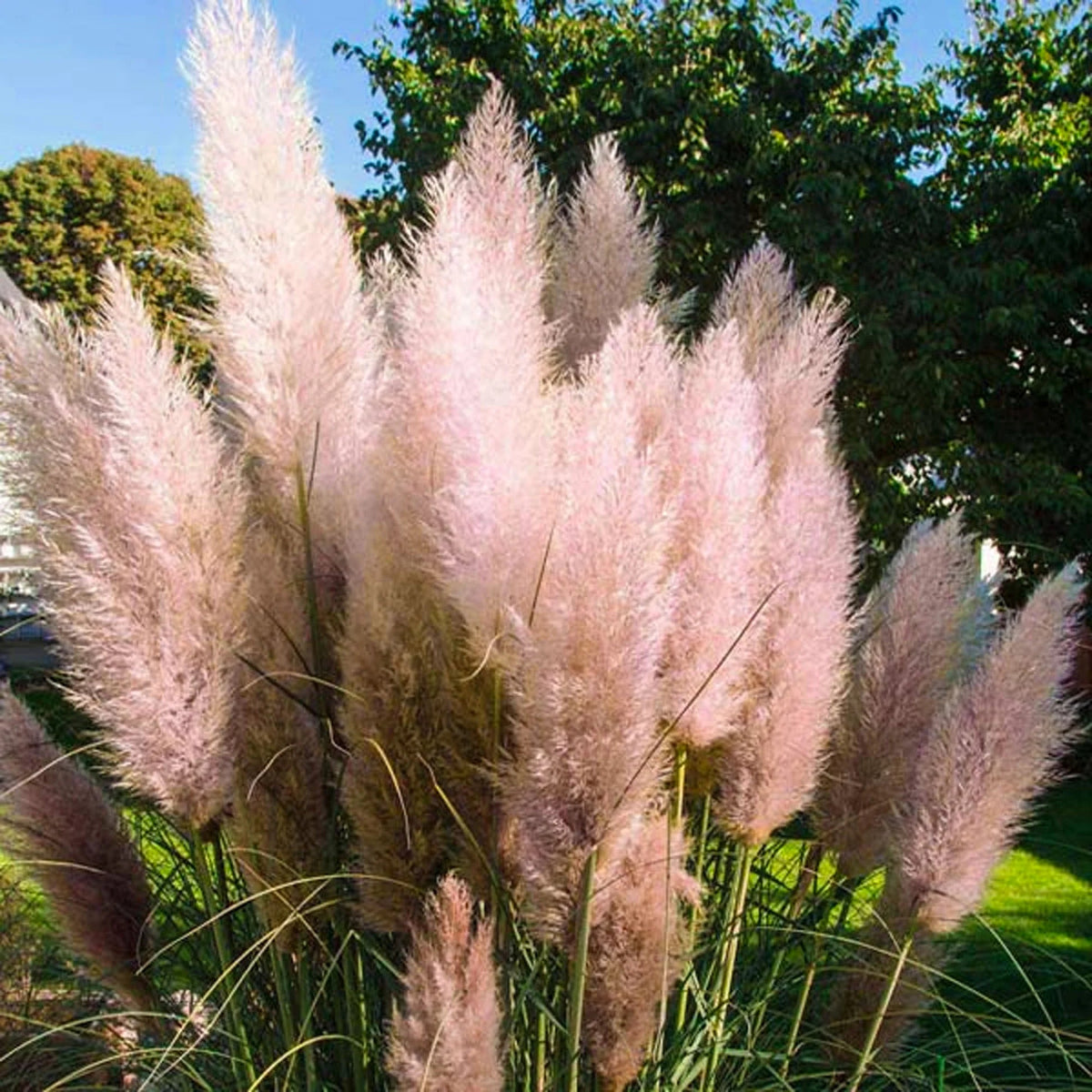 Pink Pampas Grass plant