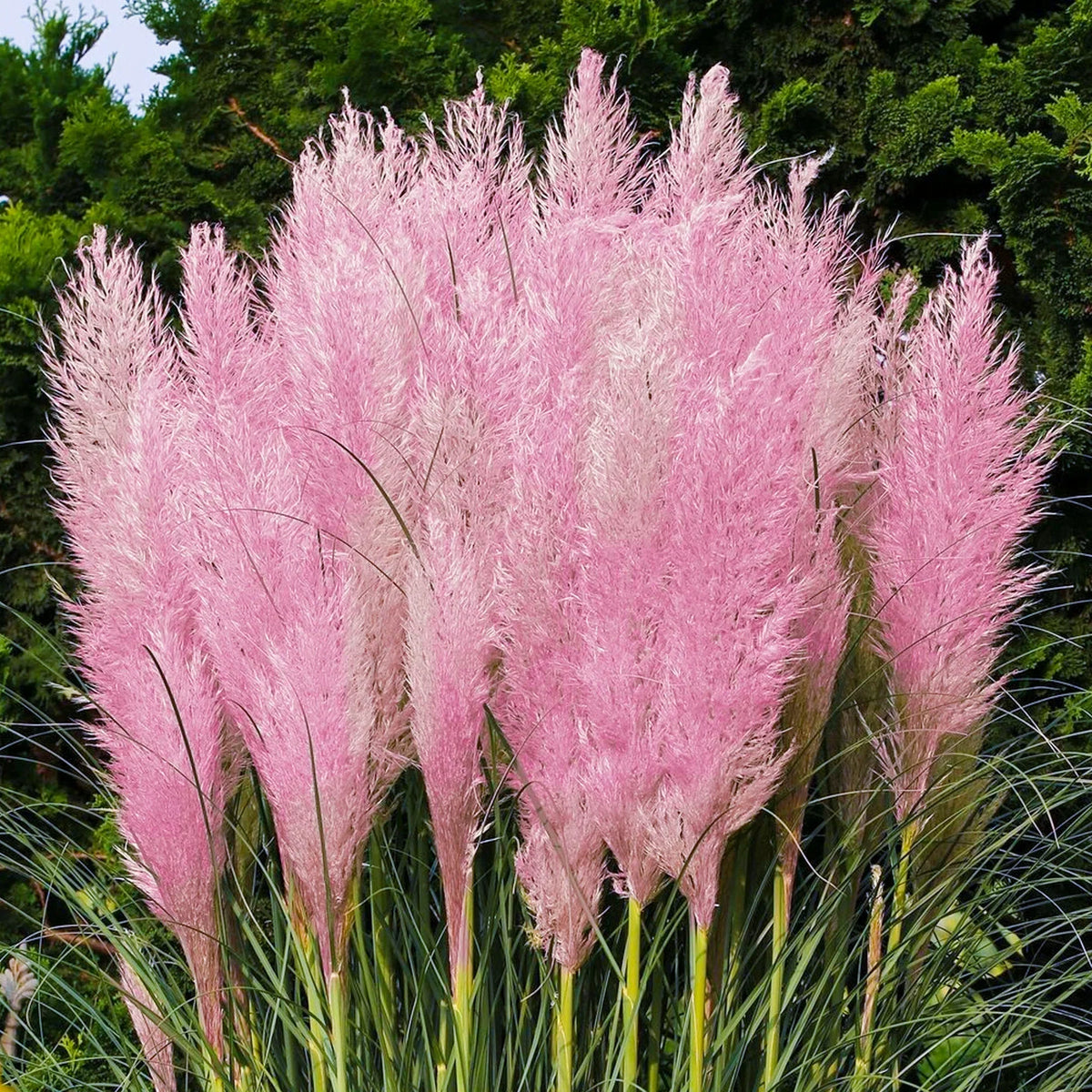Pink Pampas Grass plant