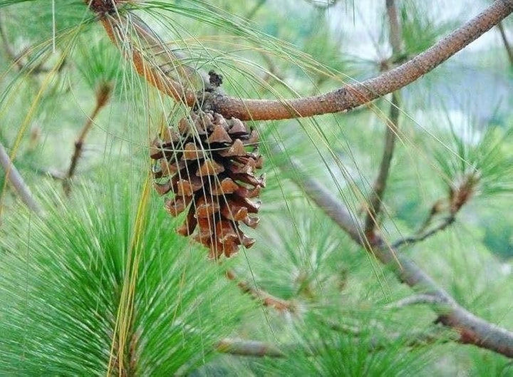 Green Longleaf flower seeds