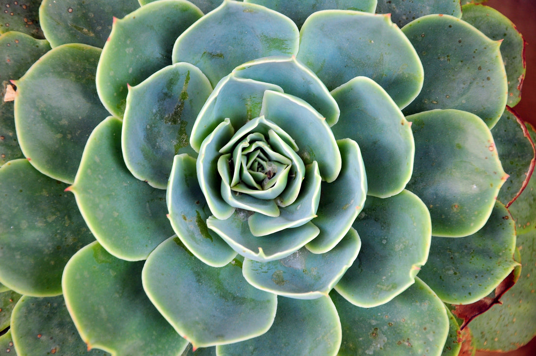 Green Succulent flower seeds