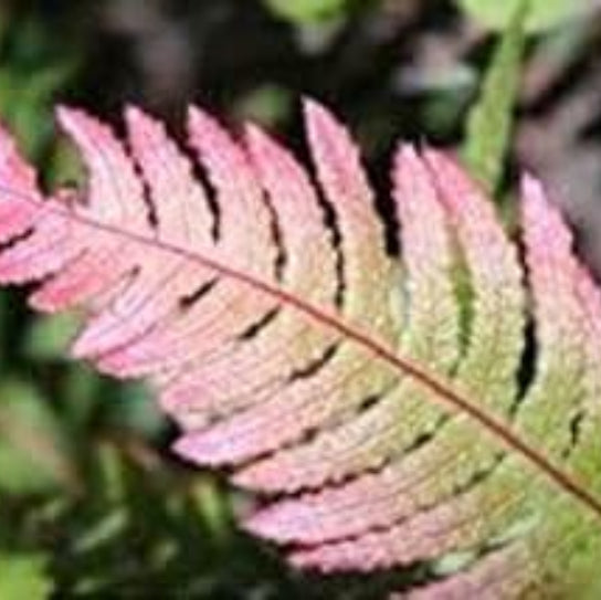 and Pink Fern plant