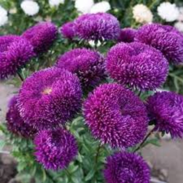 Purple Green Greenovia plant