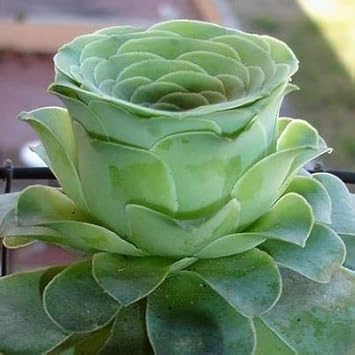 Dodrantalis Greenovia plant