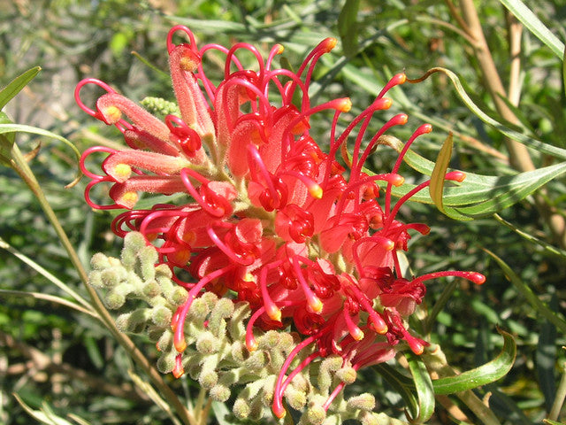 Red Grevillea flower seeds