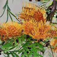 Orange Grevillea plant
