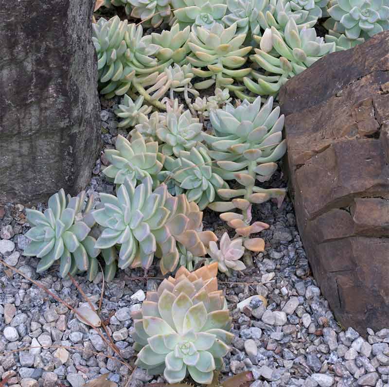 Grey Sedum flower seeds