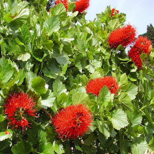 Red Greyia flower seeds