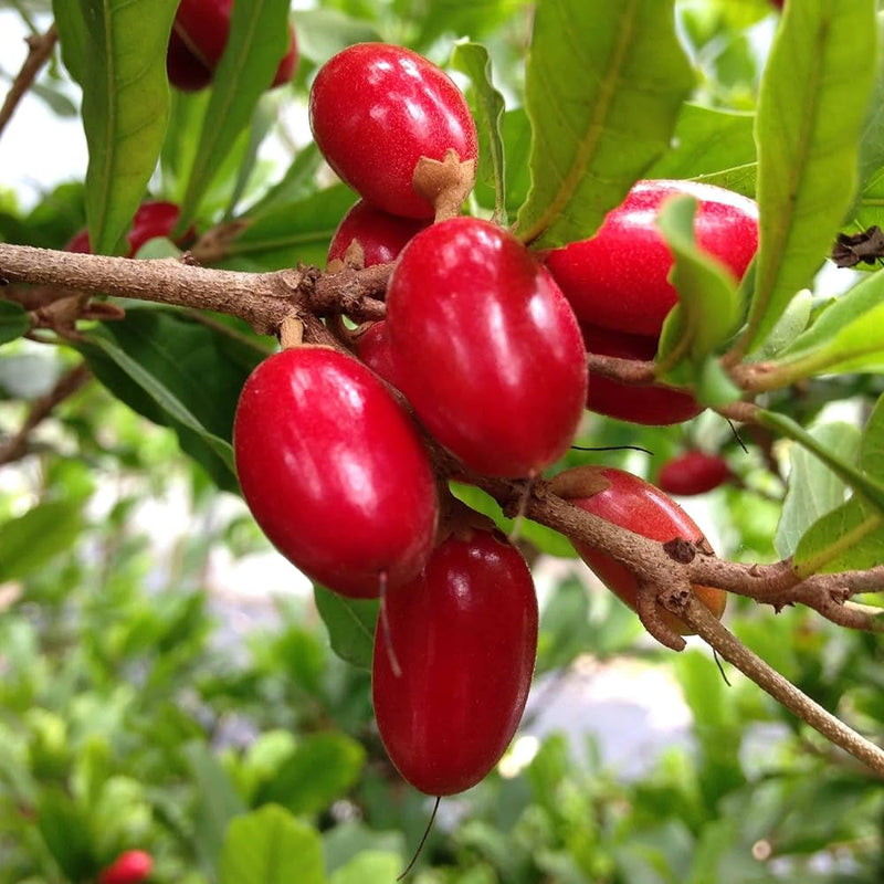 Miracle Fruit seeds for planting – heirloom tropical fruit garden variety