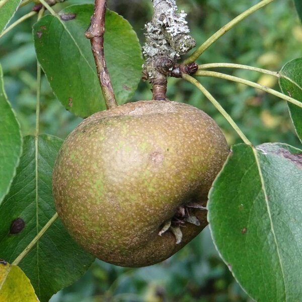 Wild Pear Tree seeds for planting – heirloom fruit tree garden variety