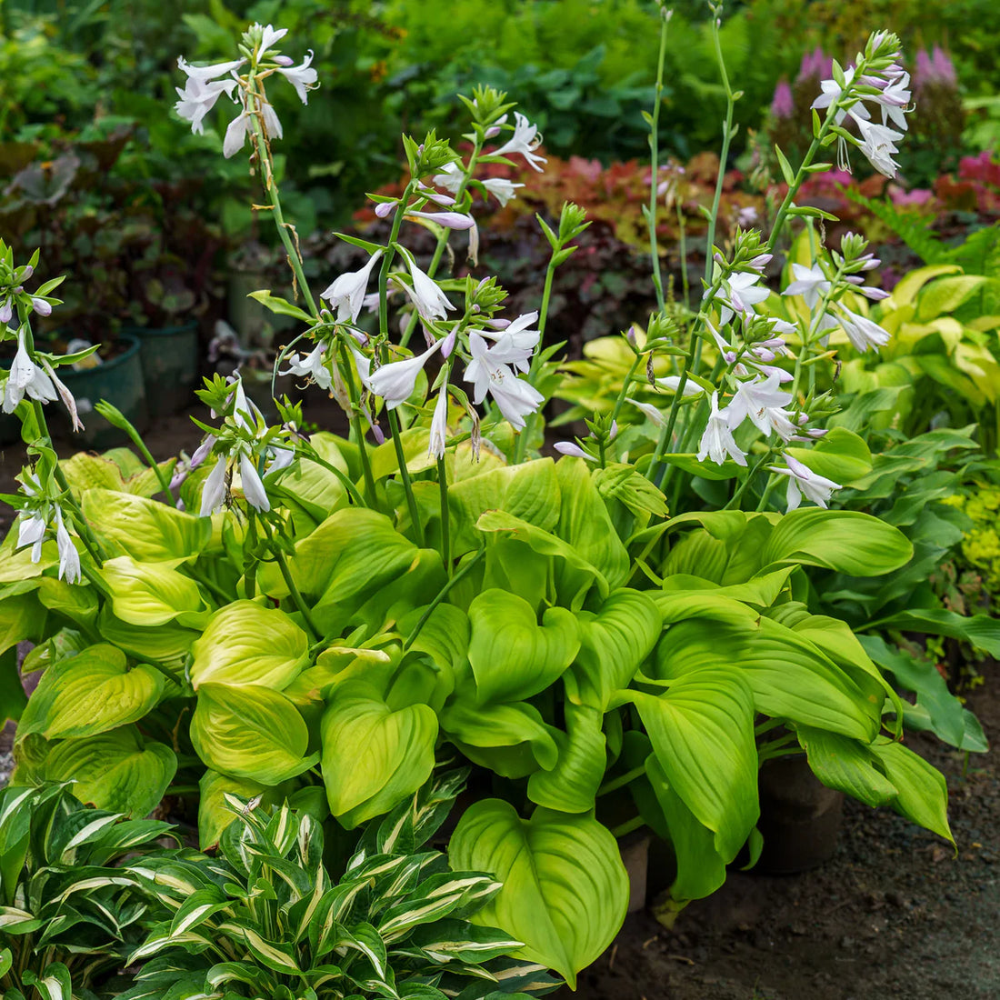 Hosta flower seeds