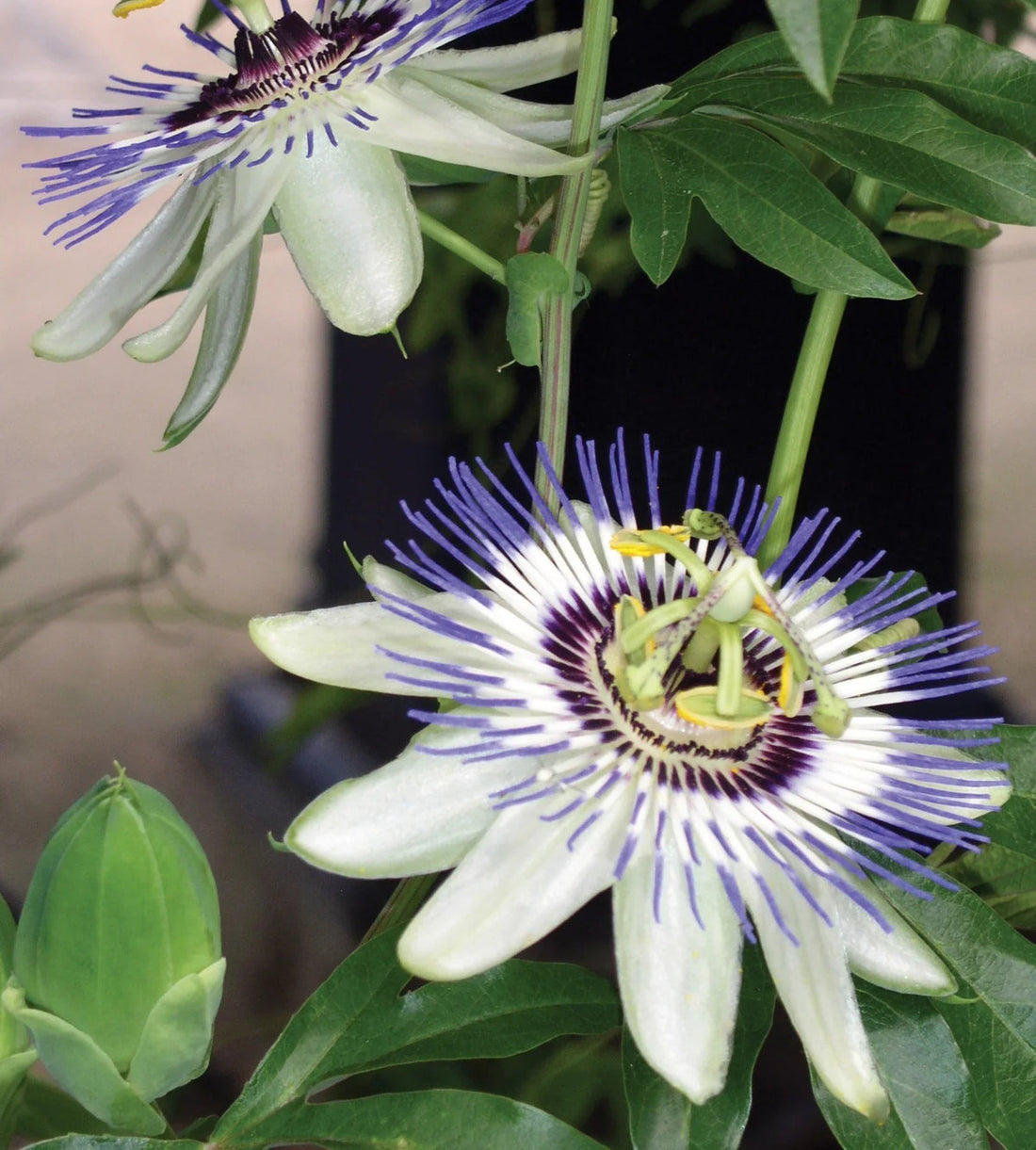Sky Blue flower seeds