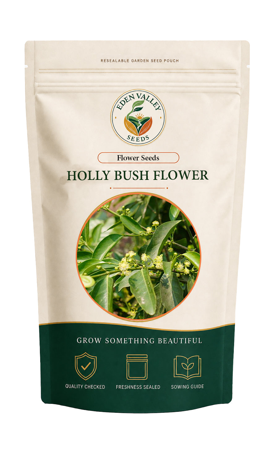 Graines de fleurs de houx vert à planter – Semences anciennes non OGM à floraison éclatante