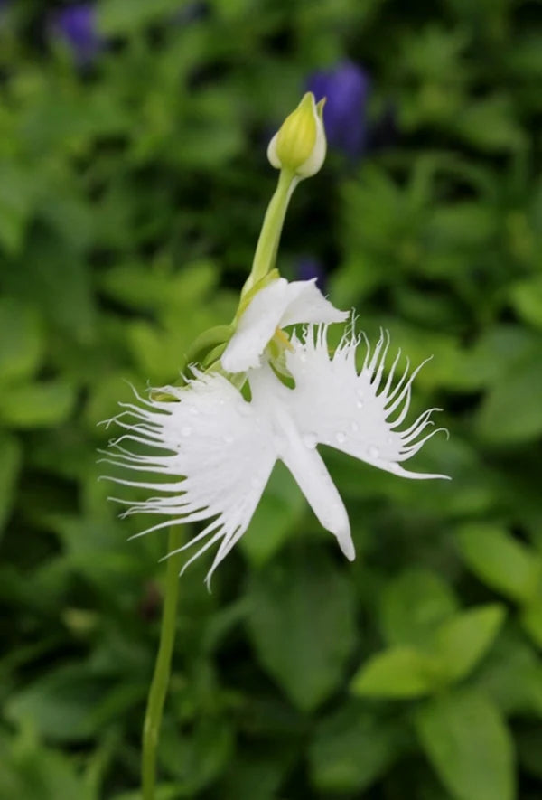 Graines de fleur aigrette blanche à planter – Graines de jardin anciennes sans OGM