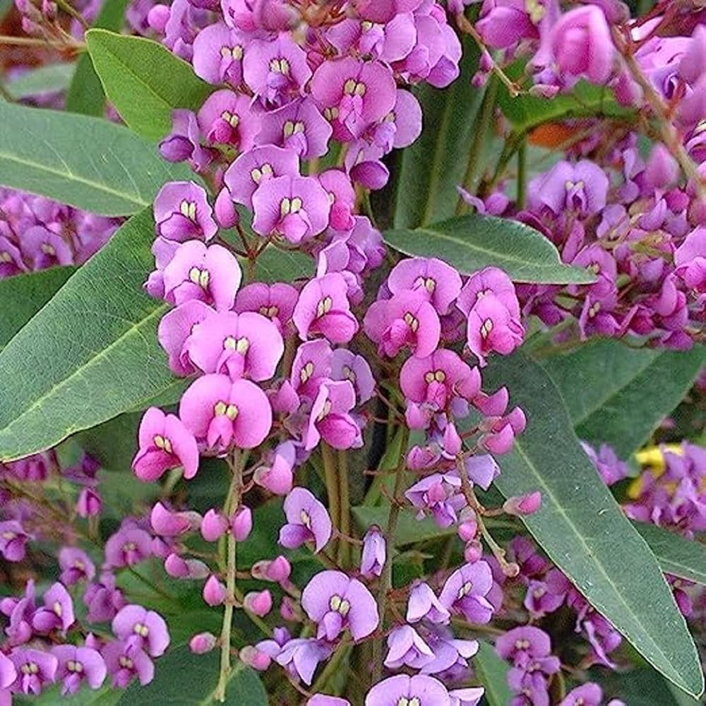 Australian Sarsaparilla Hardenbergia plant