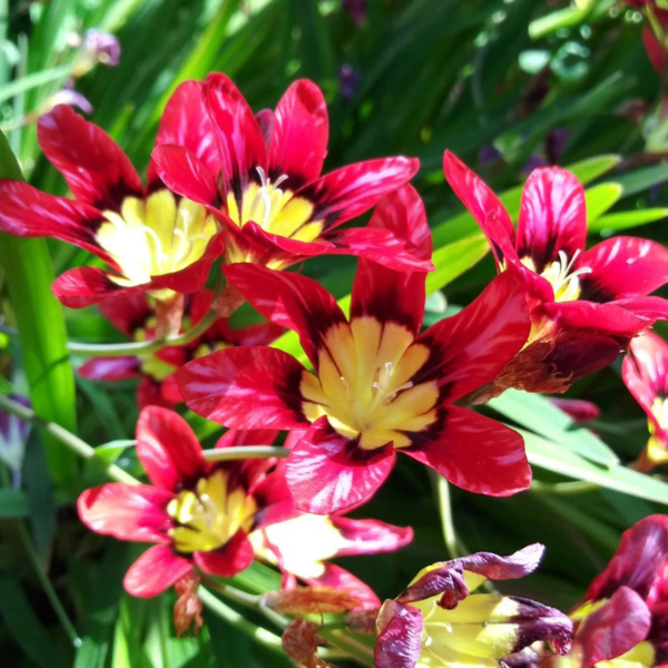Red Harlequin plant