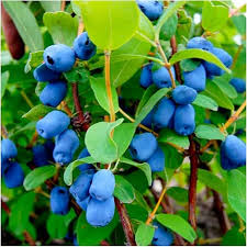 Haskap fruit seeds for planting – heirloom blue berry garden variety
