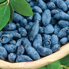 Haskap fruit seeds for planting – heirloom blue berry garden variety